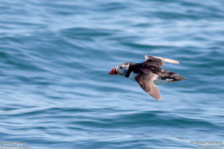 Atlantic Puffinadult