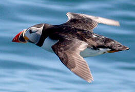 Atlantic Puffin