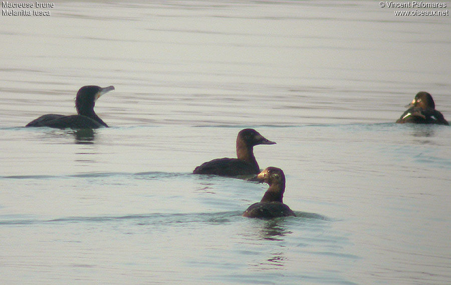 Velvet Scoter