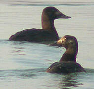 Velvet Scoter