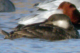 Common Scoter