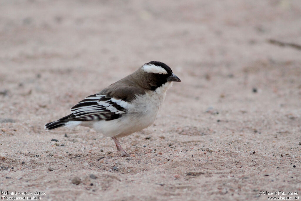 White-browed Sparrow-Weaver