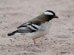 White-browed Sparrow-Weaver