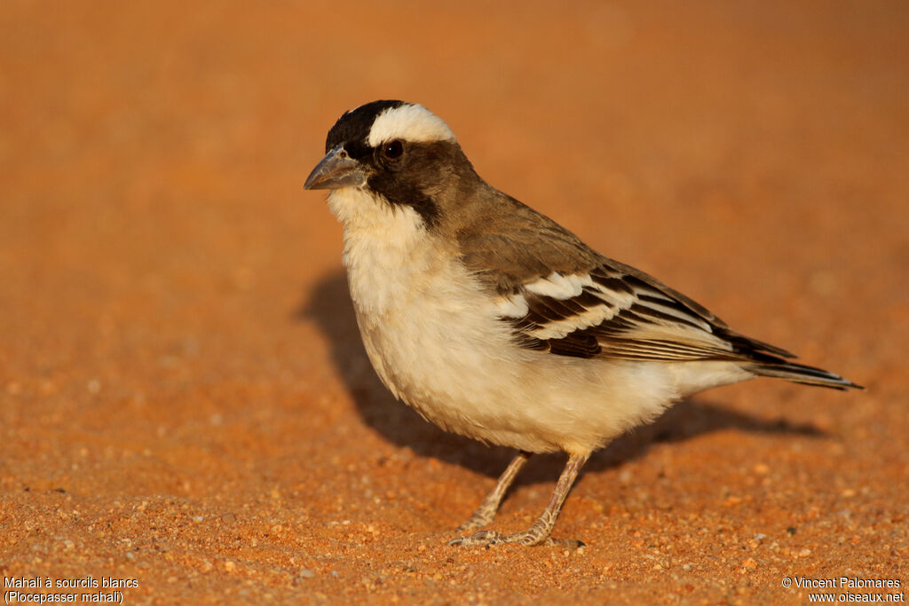 White-browed Sparrow-Weaver