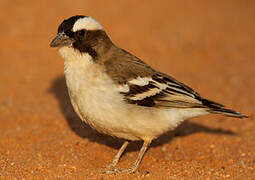 White-browed Sparrow-Weaver