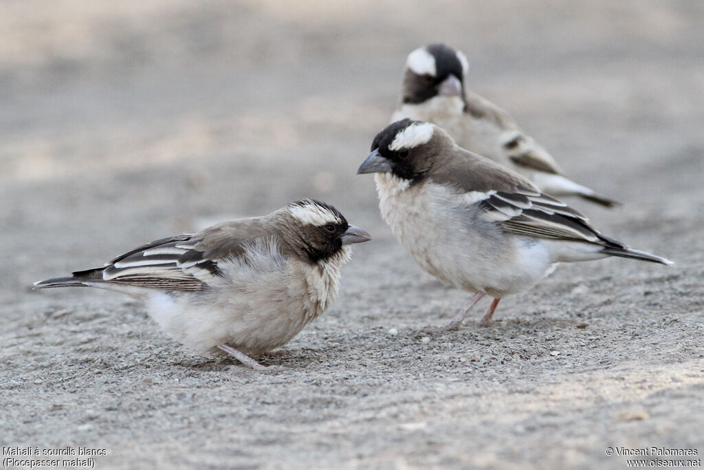 White-browed Sparrow-Weaver