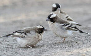 White-browed Sparrow-Weaver