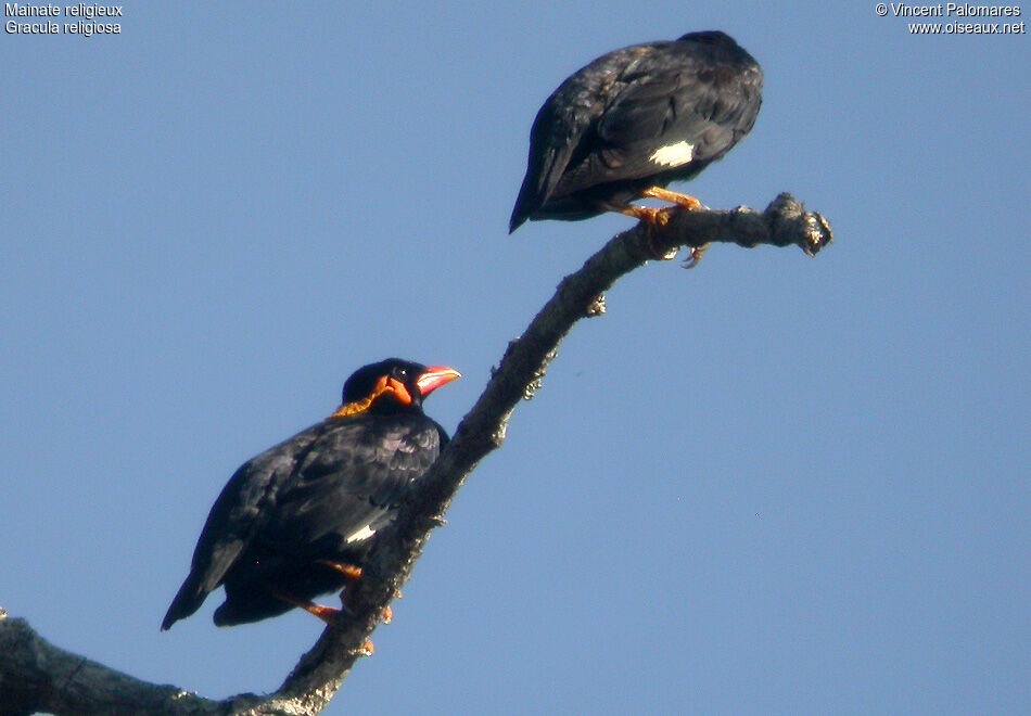 Common Hill Myna