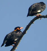 Common Hill Myna