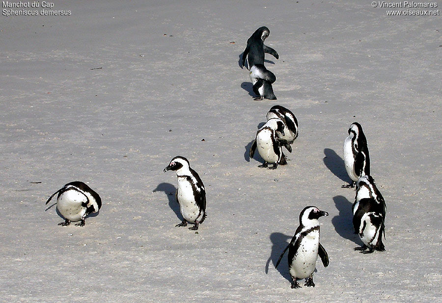 African Penguin