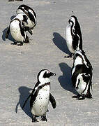 African Penguin