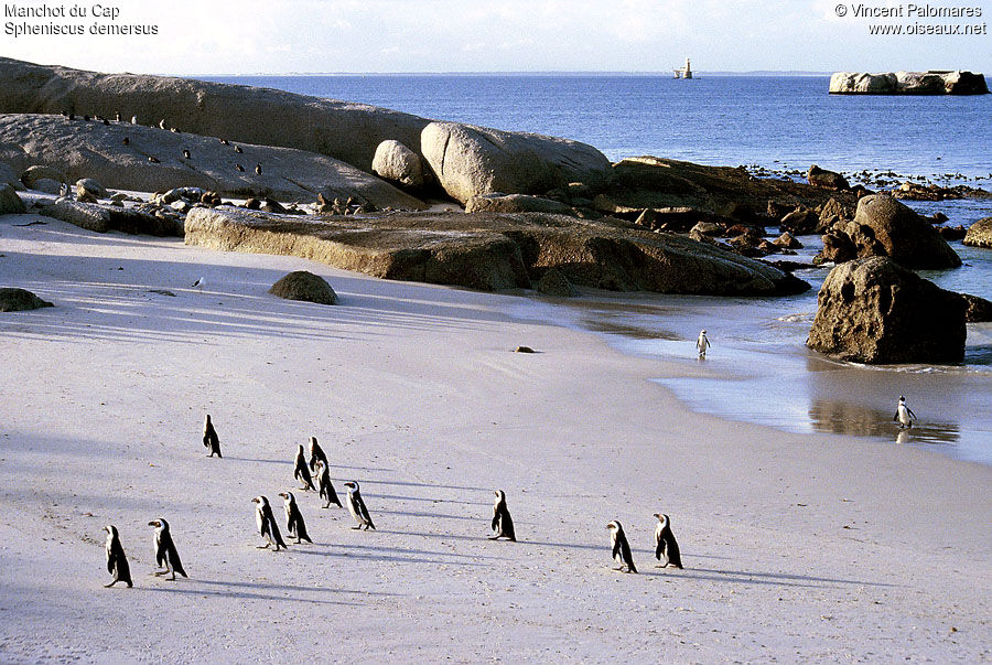 African Penguin