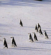 African Penguin