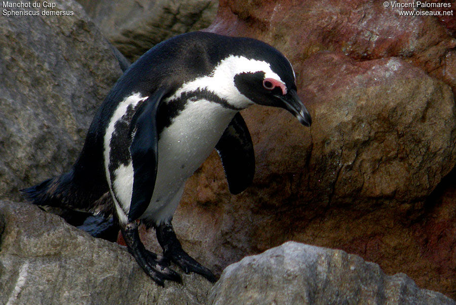 African Penguin