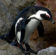 African Penguin