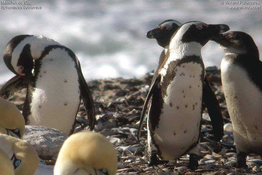 African Penguin