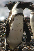 African Penguin