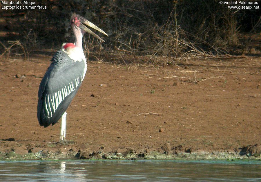 Marabou Stork