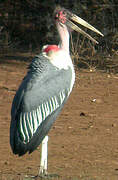 Marabou Stork