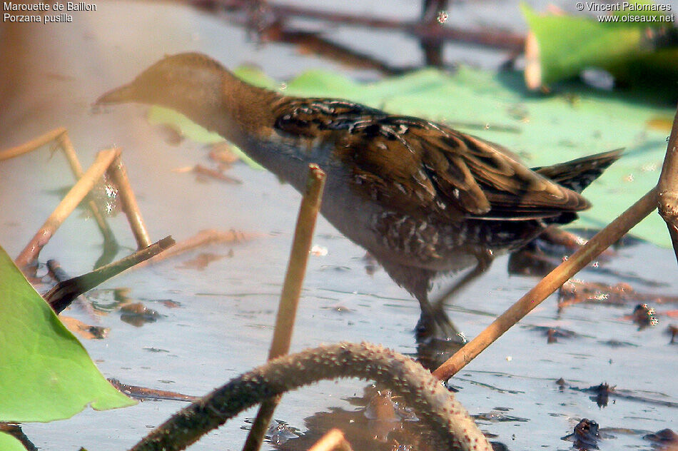 Baillon's Crake