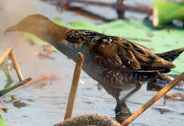 Baillon's Crake