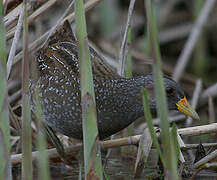 Spotted Crake