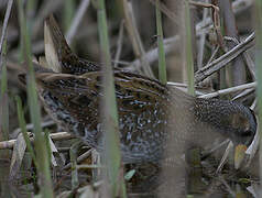 Spotted Crake