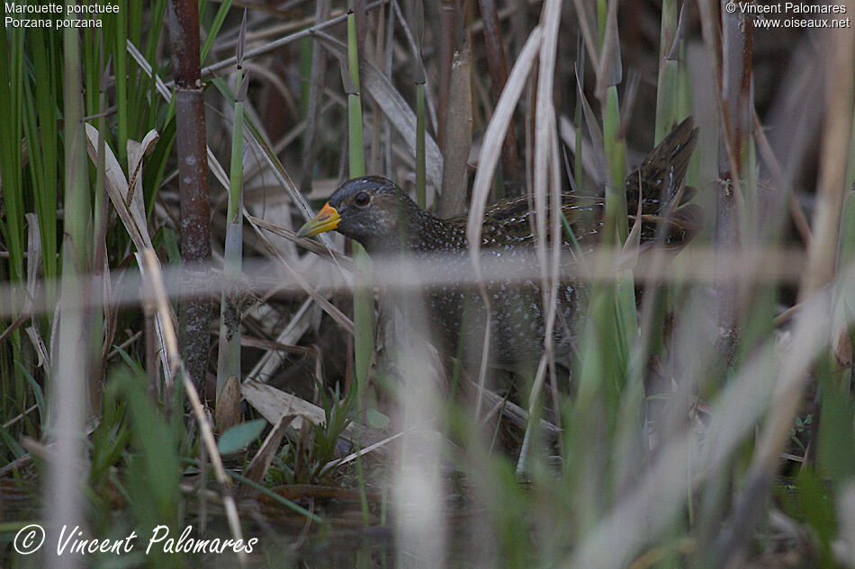 Spotted Crake