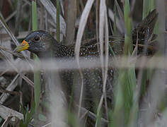 Spotted Crake