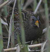 Spotted Crake