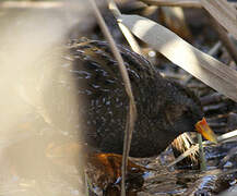 Spotted Crake