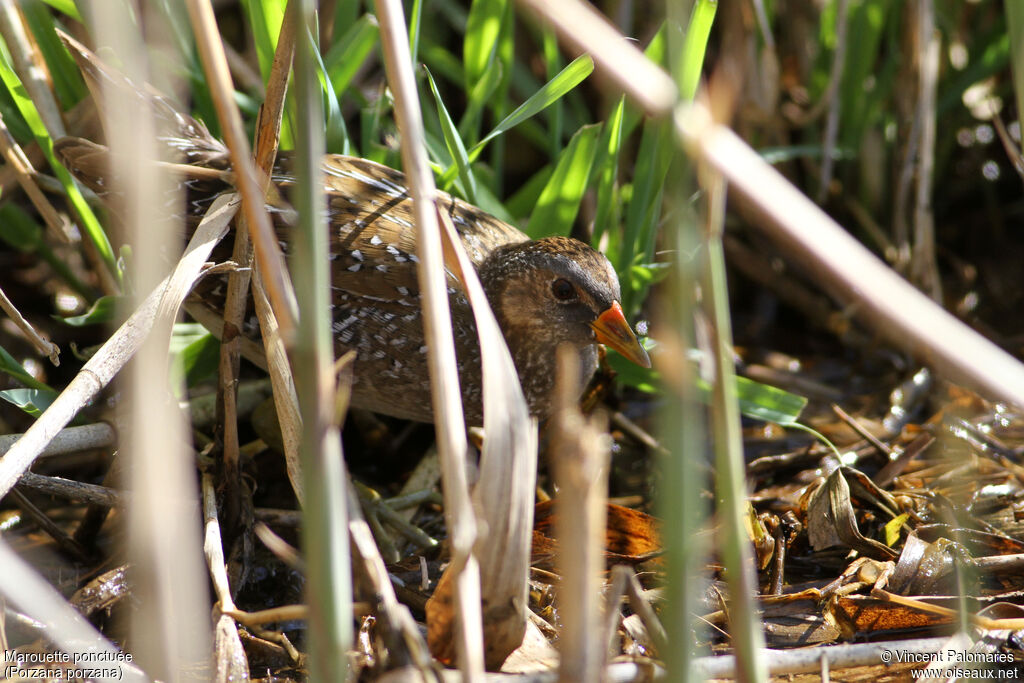 Spotted Crake