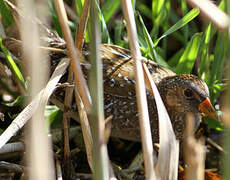 Spotted Crake