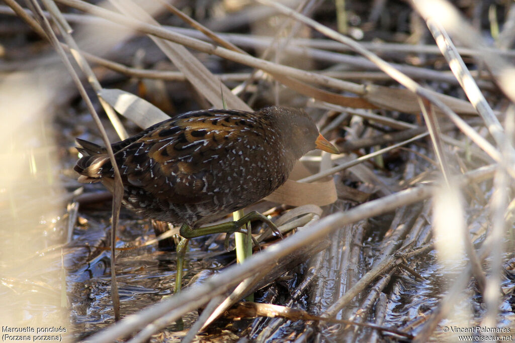 Spotted Crake