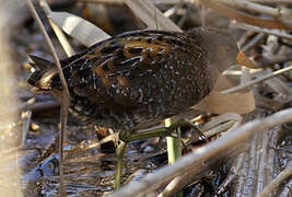 Spotted Crake