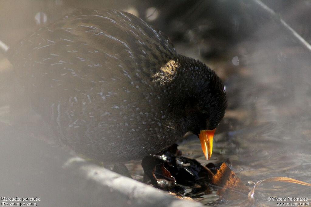 Spotted Crake