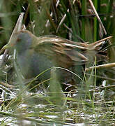 Little Crake