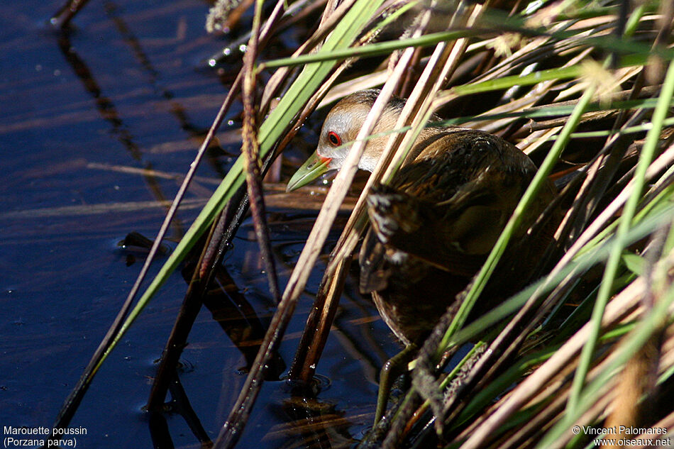 Little Crake female