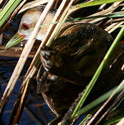 Little Crake