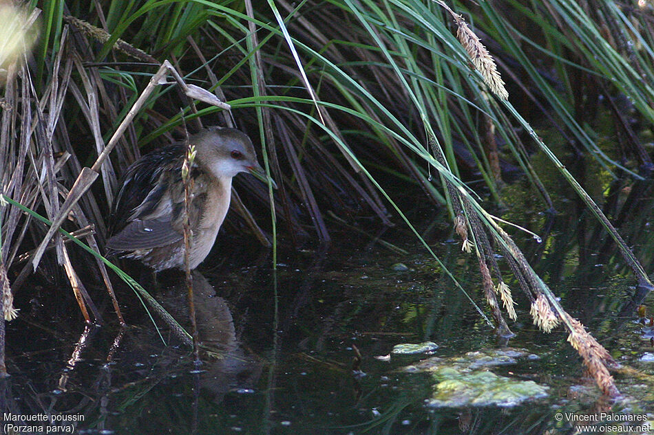 Little Crake female