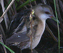 Little Crake