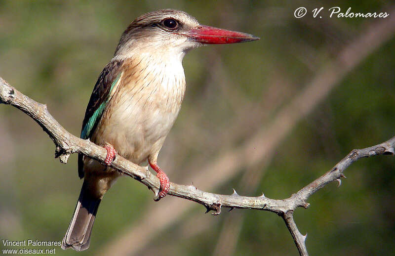 Brown-hooded Kingfisher female adult, close-up portrait