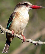 Brown-hooded Kingfisher