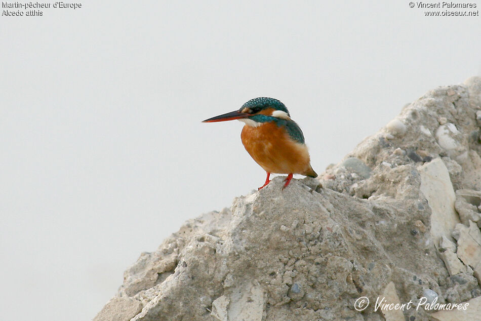 Common Kingfisher