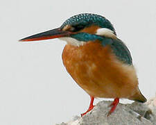 Common Kingfisher