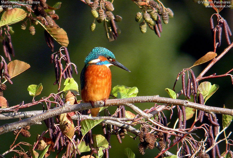 Common Kingfisher