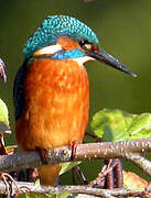 Common Kingfisher