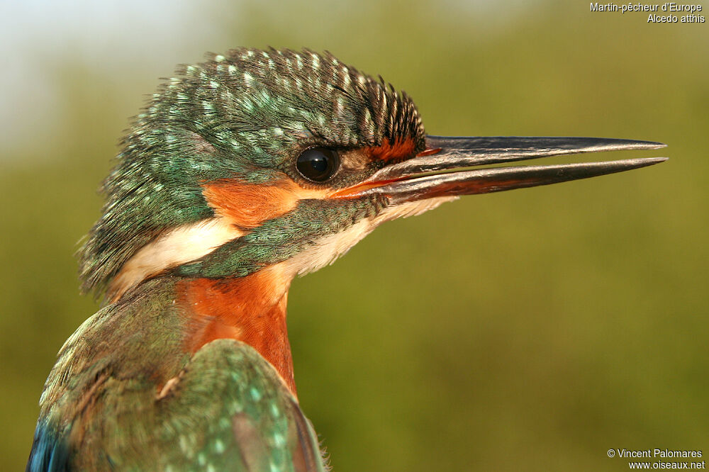 Common Kingfisher