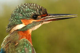 Common Kingfisher