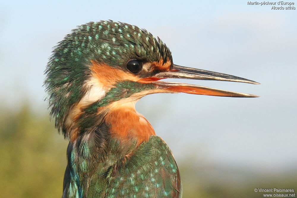 Common Kingfisher